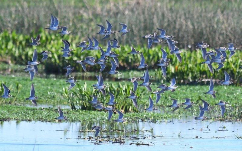 Beaumont is excellent for birding.