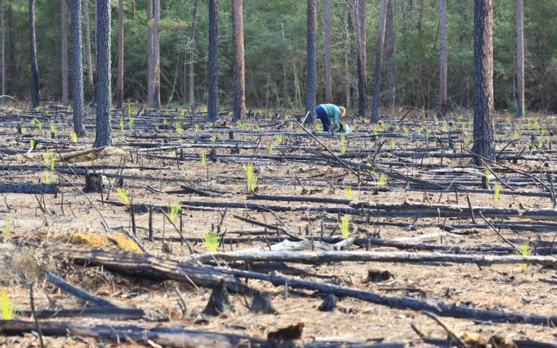 Big Thicket National Preserve seeks volunteers to plant trees on President's Day.
