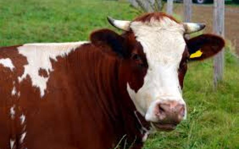 Comptroller's office examines Texas dairy industry