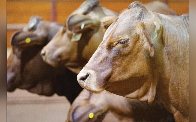 Beef 706 will take producers from the live finished steer to the final beef product identifying factors that can influence their profitability. (Texas A&amp;M AgriLife photo by Laura McKenzie)