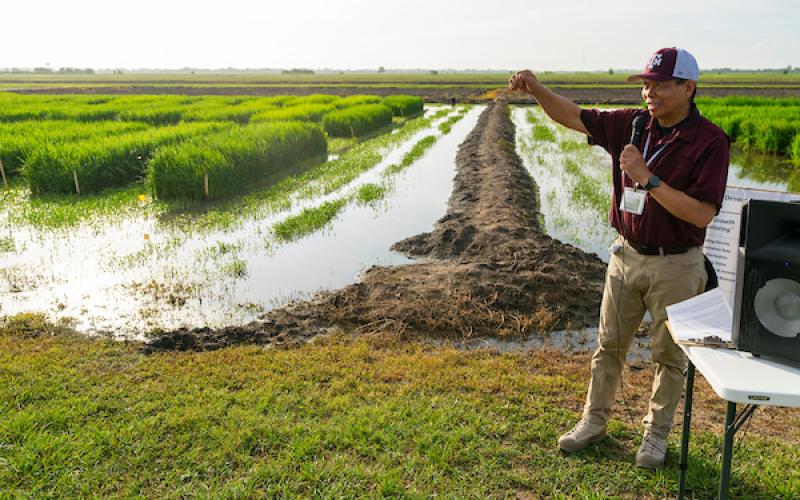 The latest in rice breeding, plant physiology and techniques in disease and insect management will be on display at this year’s Beaumont Rice Field Day at the Teas A&amp;M AgriLife Research and Extension Center at Beaumont. (Michael Miller/Texas A&amp;M AgriLife)