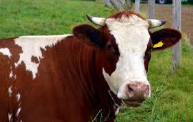 Comptroller's office examines Texas dairy industry