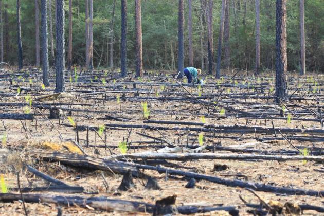 Big Thicket National Preserve seeks volunteers to plant trees on President's Day.