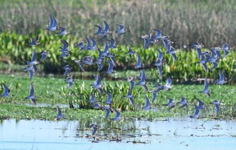Beaumont is excellent for birding.