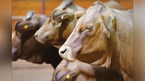 Beef 706 will take producers from the live finished steer to the final beef product identifying factors that can influence their profitability. (Texas A&M AgriLife photo by Laura McKenzie)